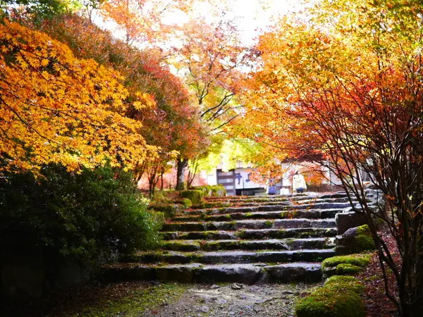 高源寺の紅葉①