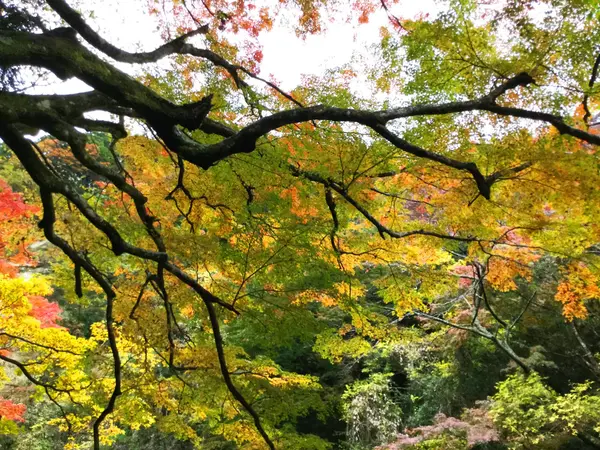 樹齢100年以上の紅葉