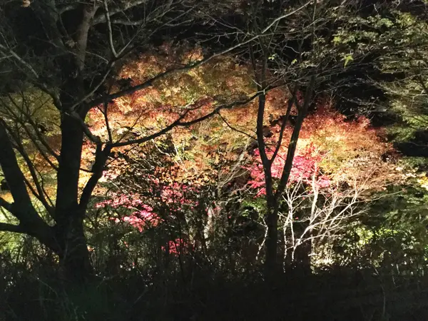 ライトアップ粟又の滝付近