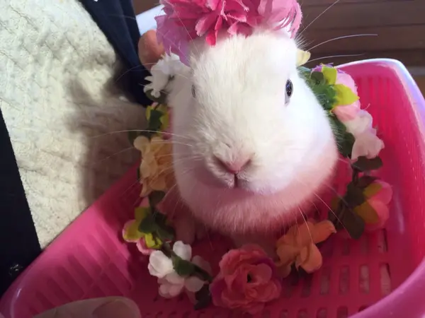 うさぎ