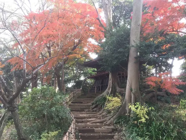 色とりどりの紅葉