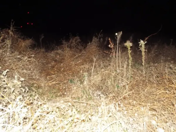 フェンス越しに