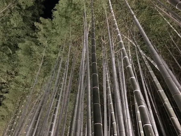竹林