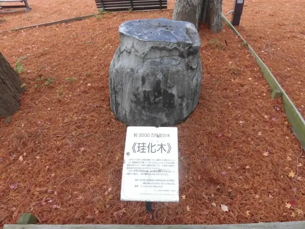 珪化木
