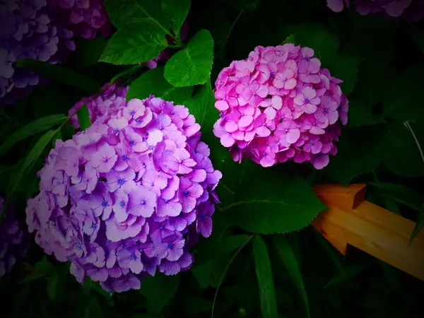 写真③