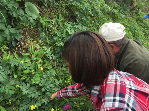 島の野草を摘み