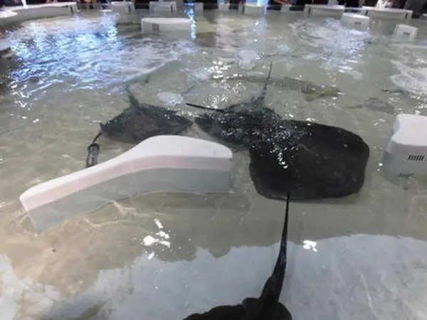 触れる
