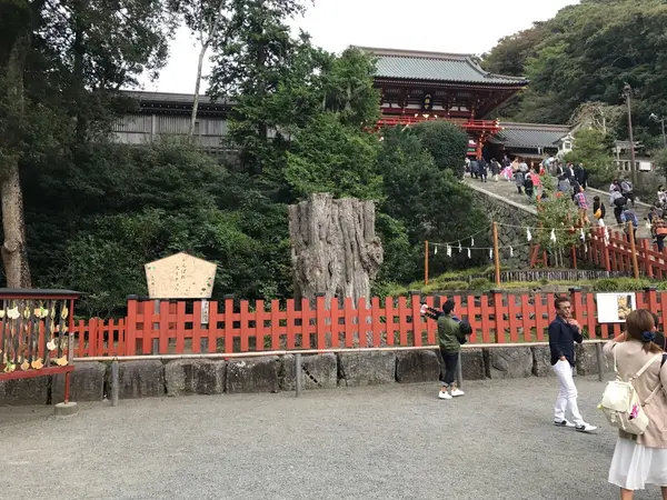 大銀杏の無残な姿