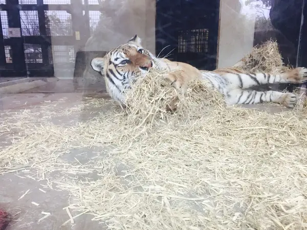 お母さんトラ
