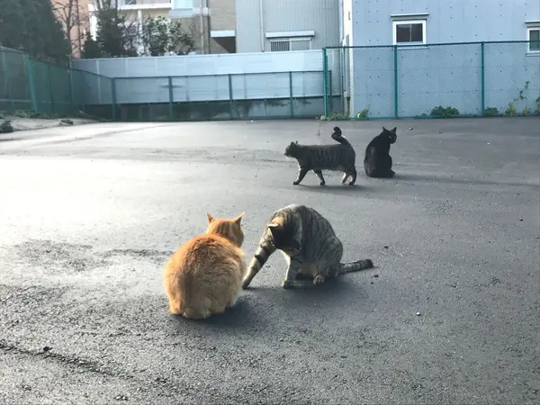 猫スポット♪