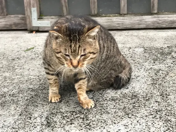 道端ねこ♪