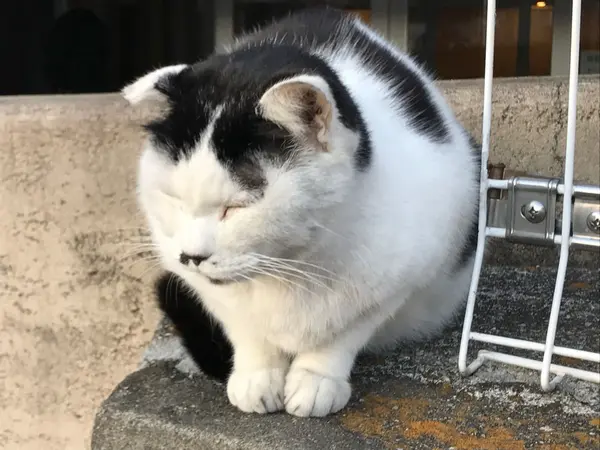 ここにもねこ♪
