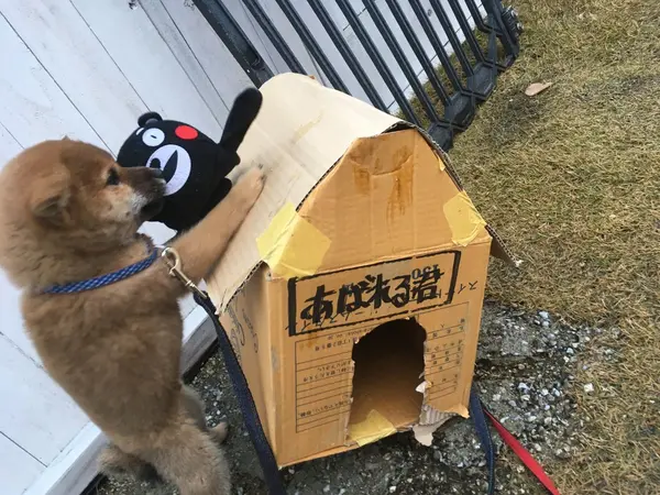あばれる君ともなかよしだモン☆
