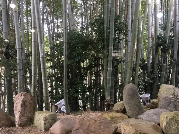 竹林