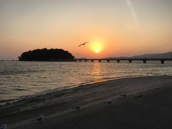 ゆりかもめ