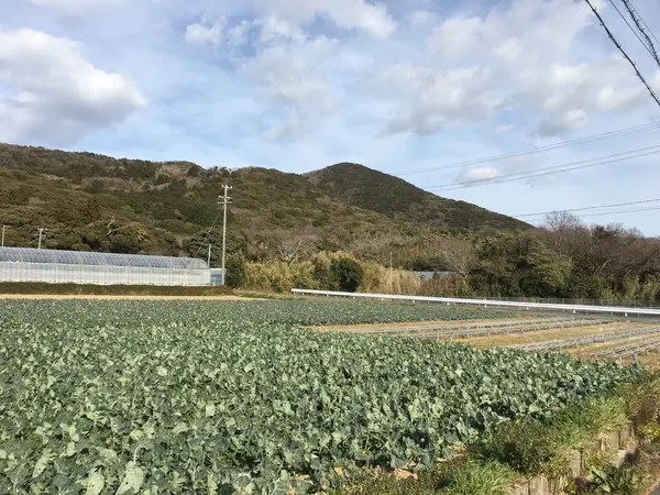 キャベツ