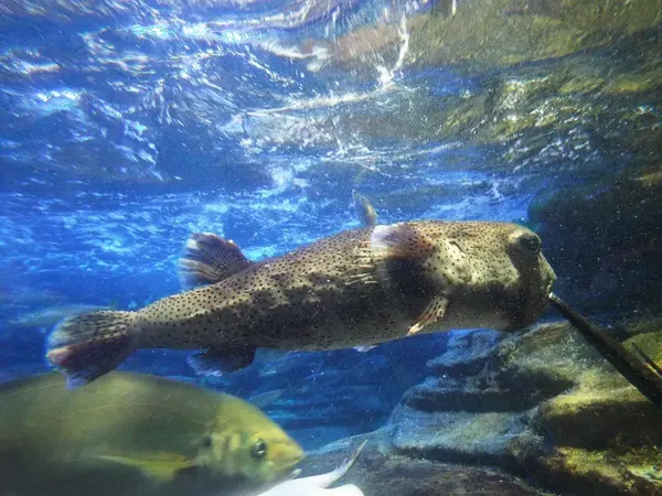 巨大ネズミフグ