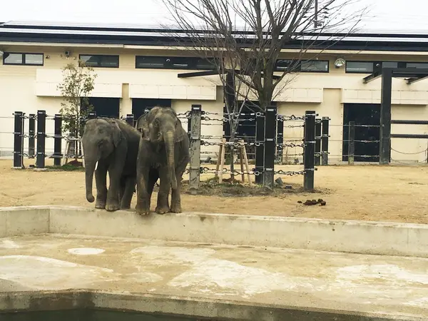 アジアンゾウ
