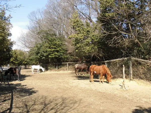 馬が放し飼い