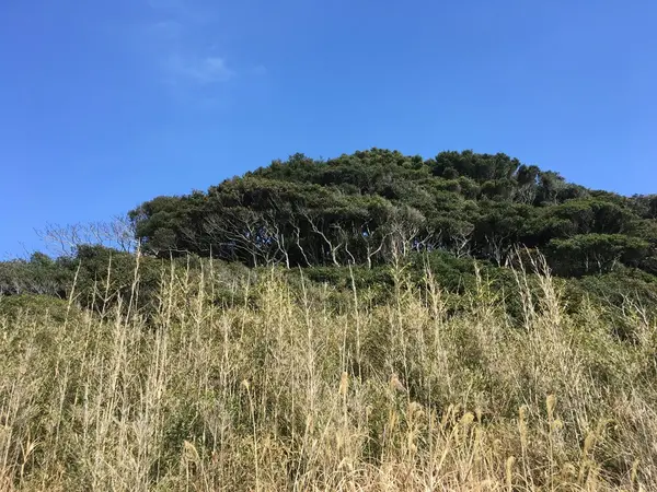 花粉から逃げてビーチウォーク