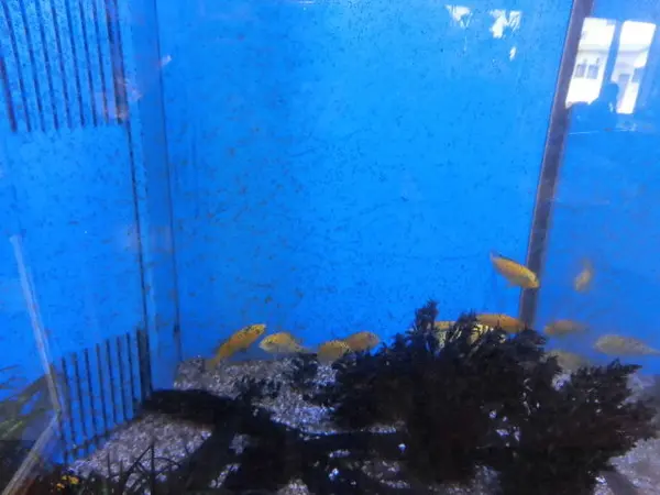 優雅に泳ぐ魚たち