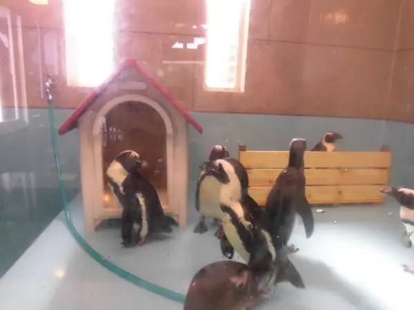 本物のペンギン