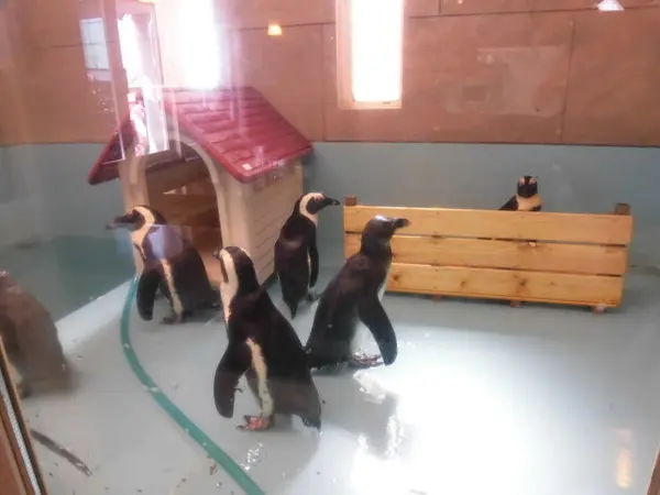 ペンギンを目の前に