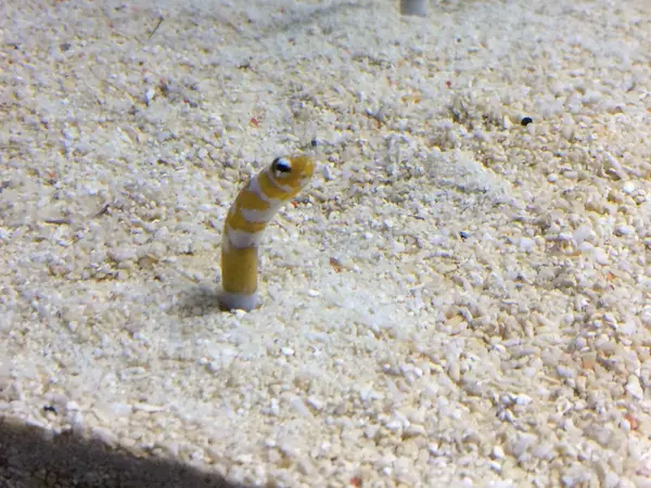 すみだ水族館といえば、、💁