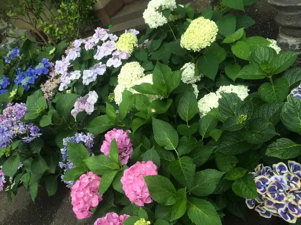 周りにはお花も咲いてます💐