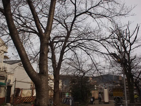公園