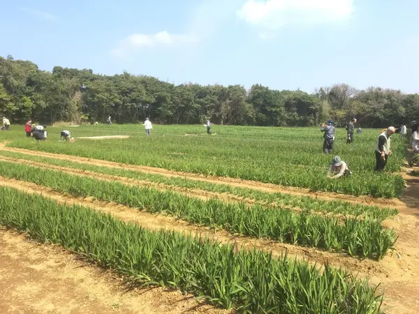 無料摘み取りできます