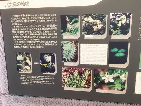 八丈島の植物