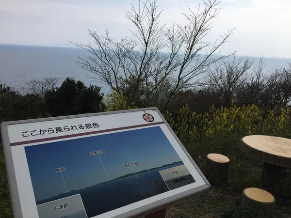 サクラの広場