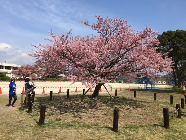 蓬莱桜