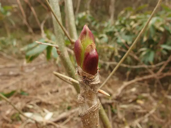 タラの芽