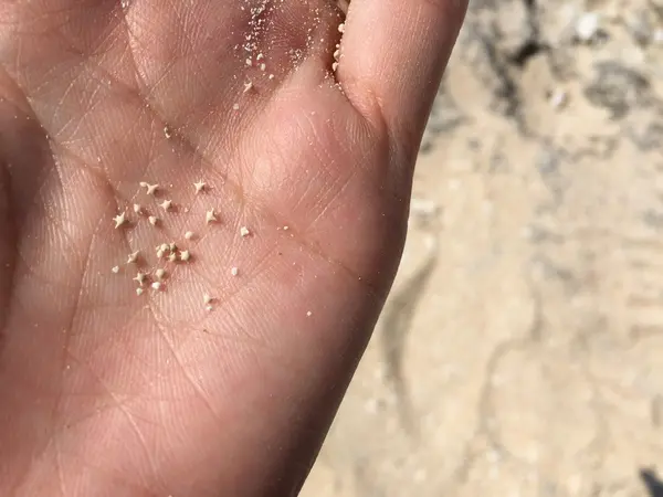 星の砂？