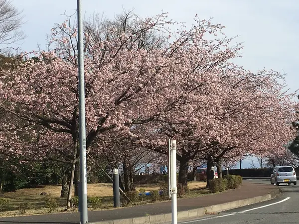さくらが満開でした✨