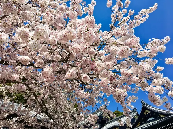 境内の桜