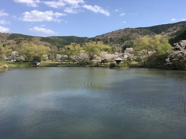 桜の時期はこんなに綺麗なんですよ