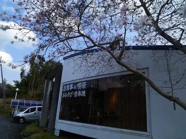 うす紅の「ヒメコブシ」が咲いていました