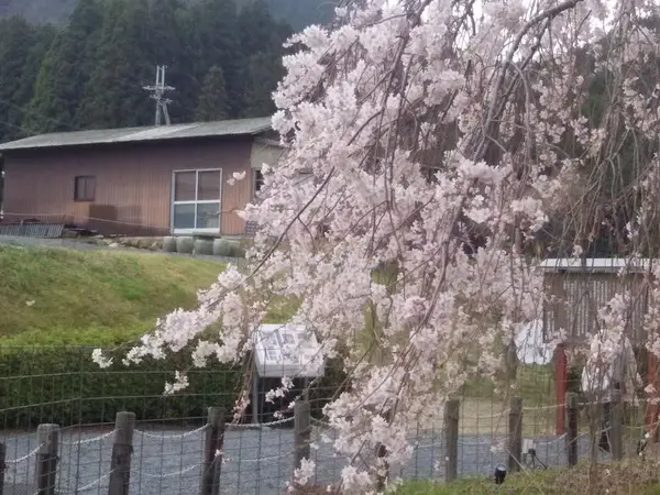 その③家康の手植え説