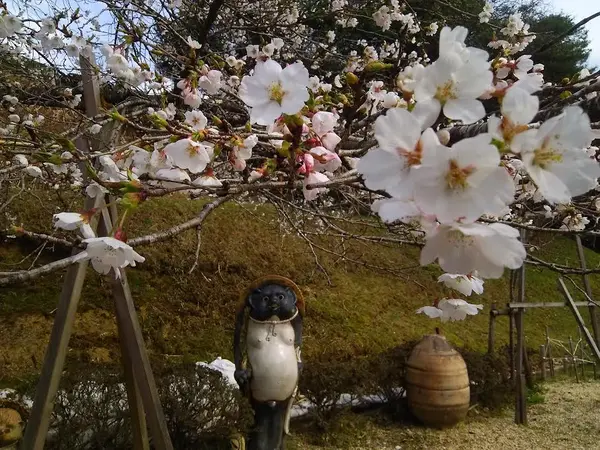 奥のお庭でお花見～withたぬき