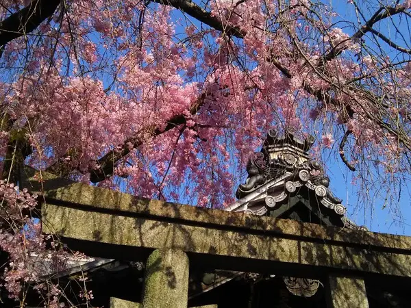本堂前の「紅しだれ桜」