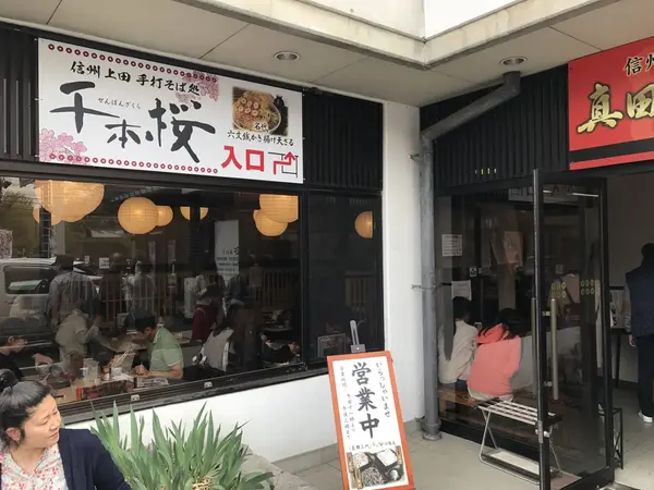 千曲桜