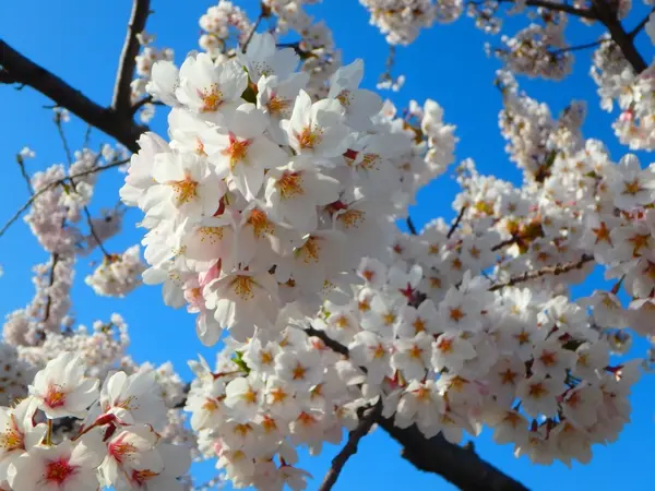 五稜郭公園の桜