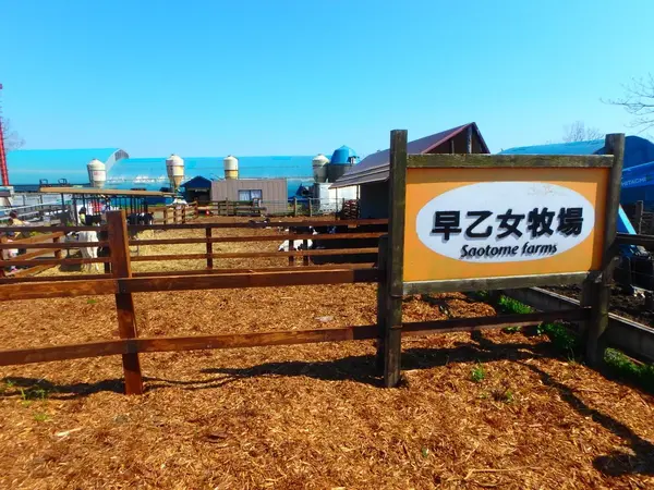 奥までいくと子牛がいます