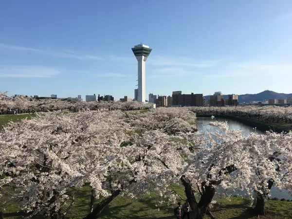 丘の上からはまるで桜の絨毯が広がっているみたい🌸