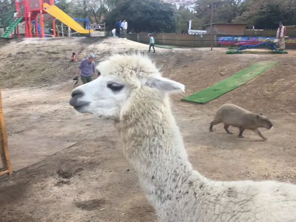 ちびっこどうぶつ広場