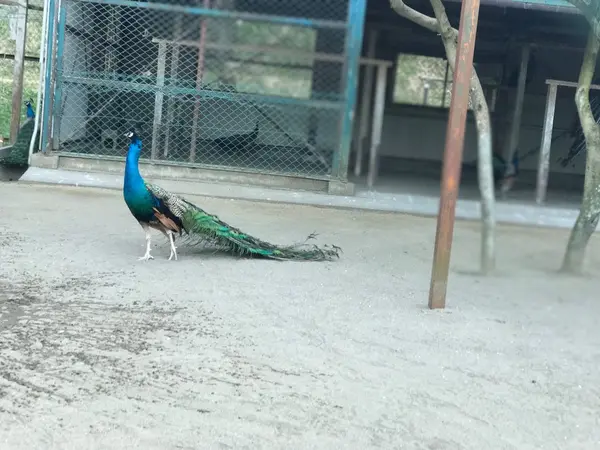 クジャク園