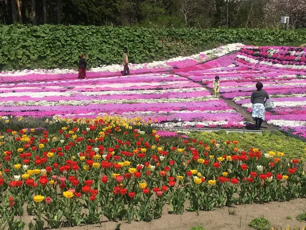チューリップ&芝桜